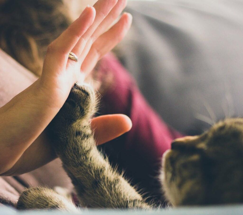 Person giving a high five to a grey tabby cat.