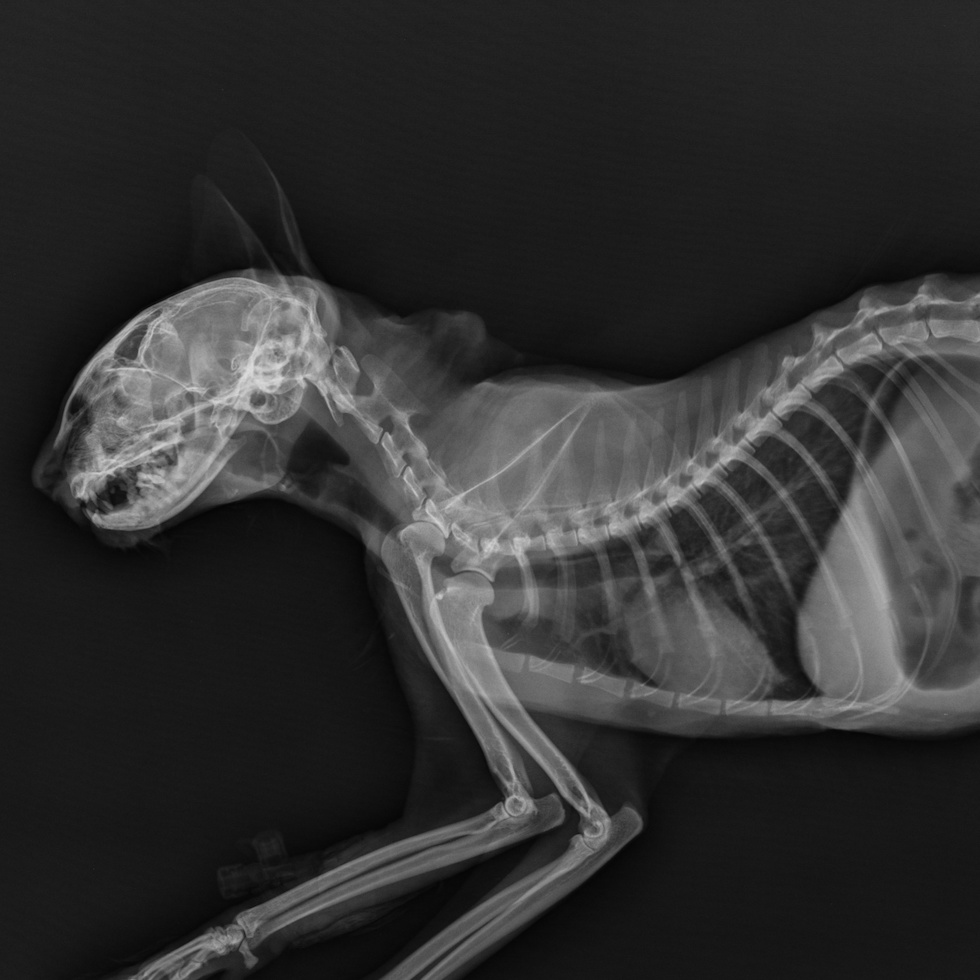 X-ray of a cat skeleton.