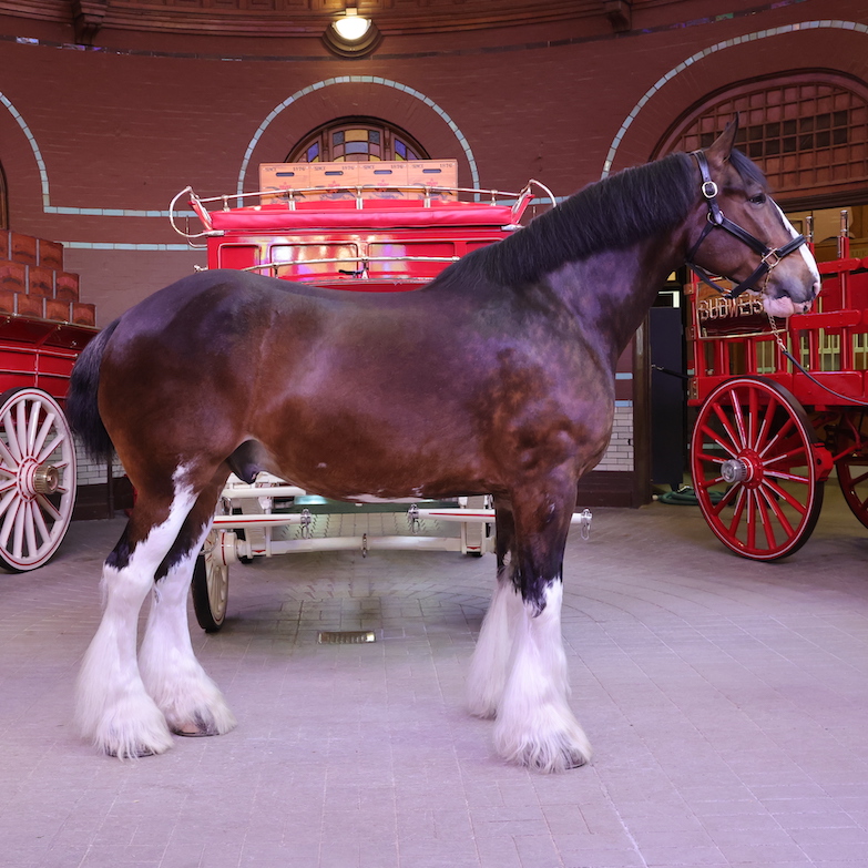 Clydesdale horse in front of red wagons.