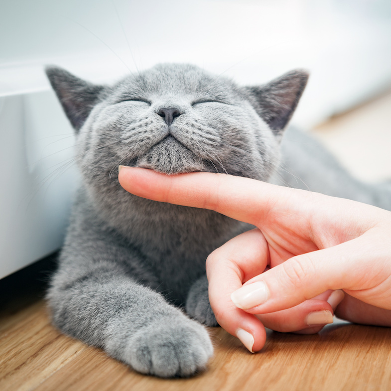 A grey cat enjoys being scratched under its chin.