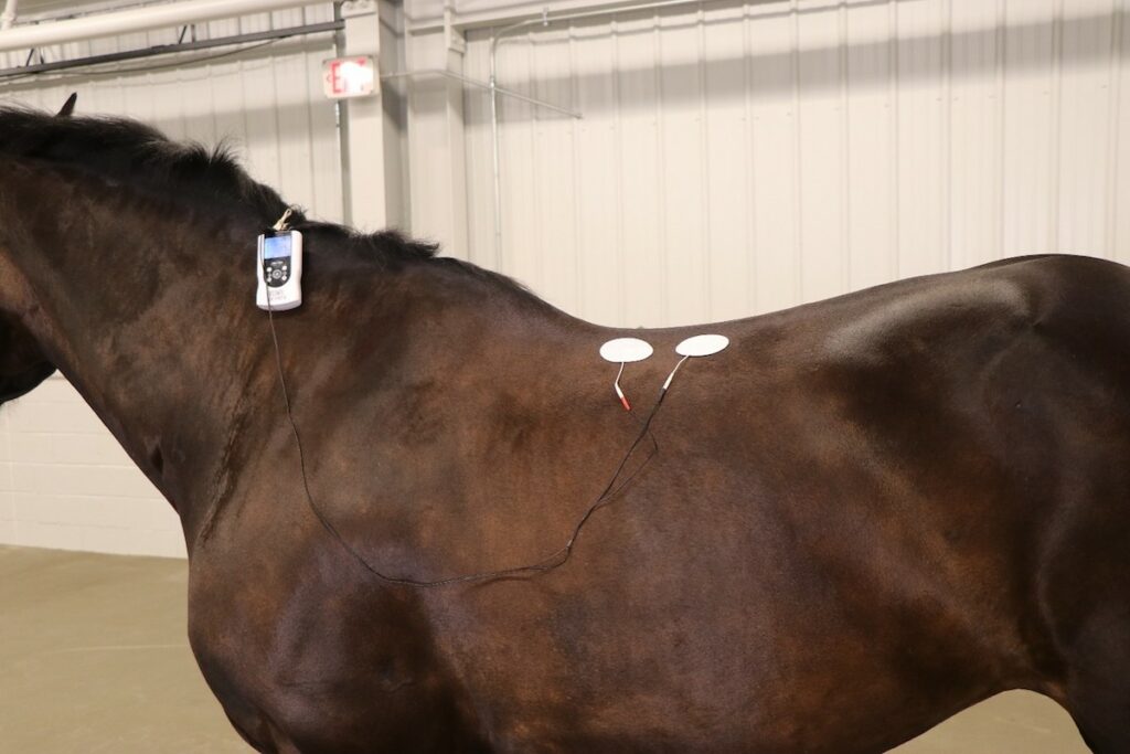 A brown horse has multiple patches places on its back, connected with wires.