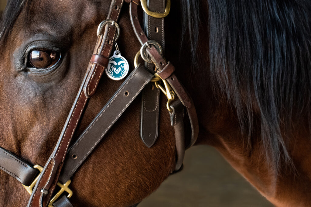 Side profile of a horse head with a CSU logo on the bridle.