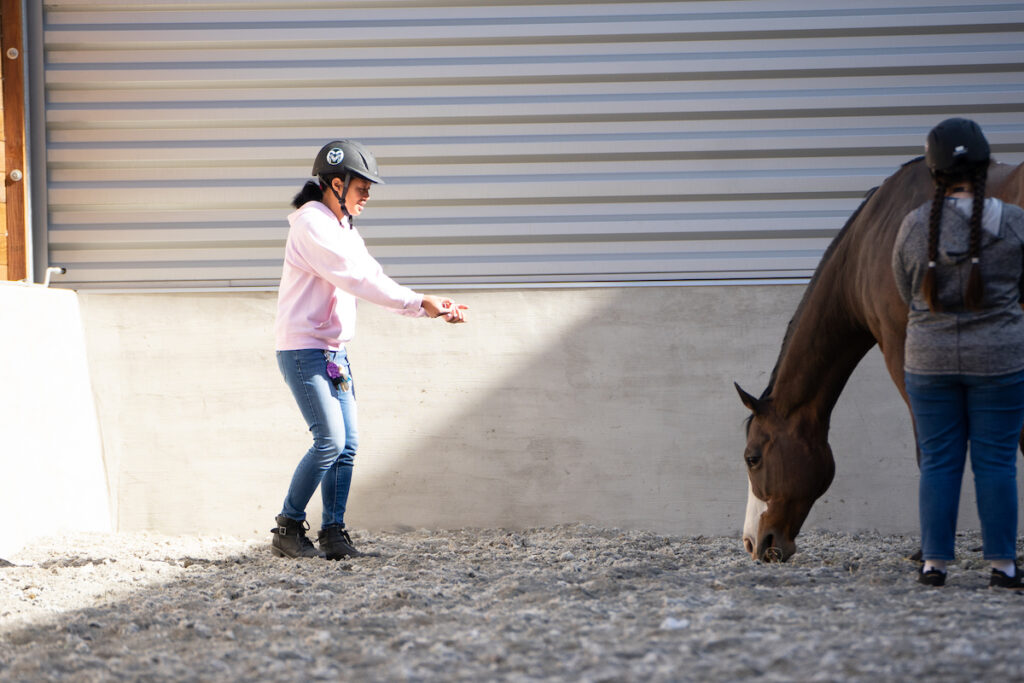 A girl in a helmet stretches her hands out toward a brown horse.
