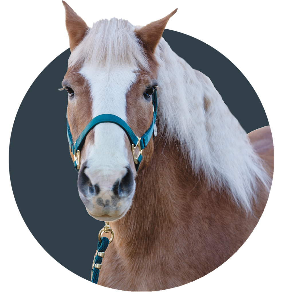 Brown horse with white stripe down its face and a white mane.