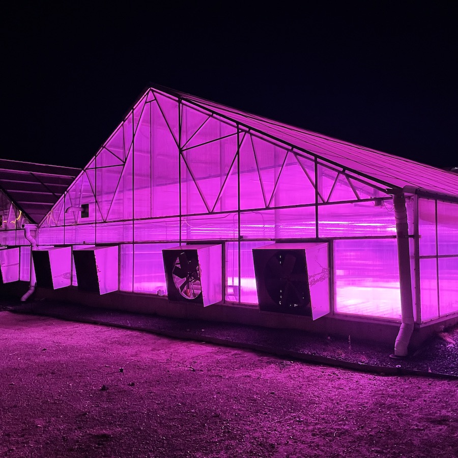 Greenhouse glowing neon purple.