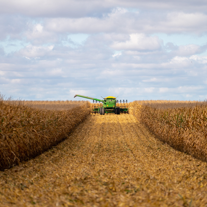 Tractor in a corn field.