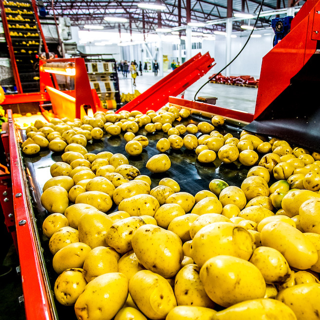 Potatoes on a conveyor belt.