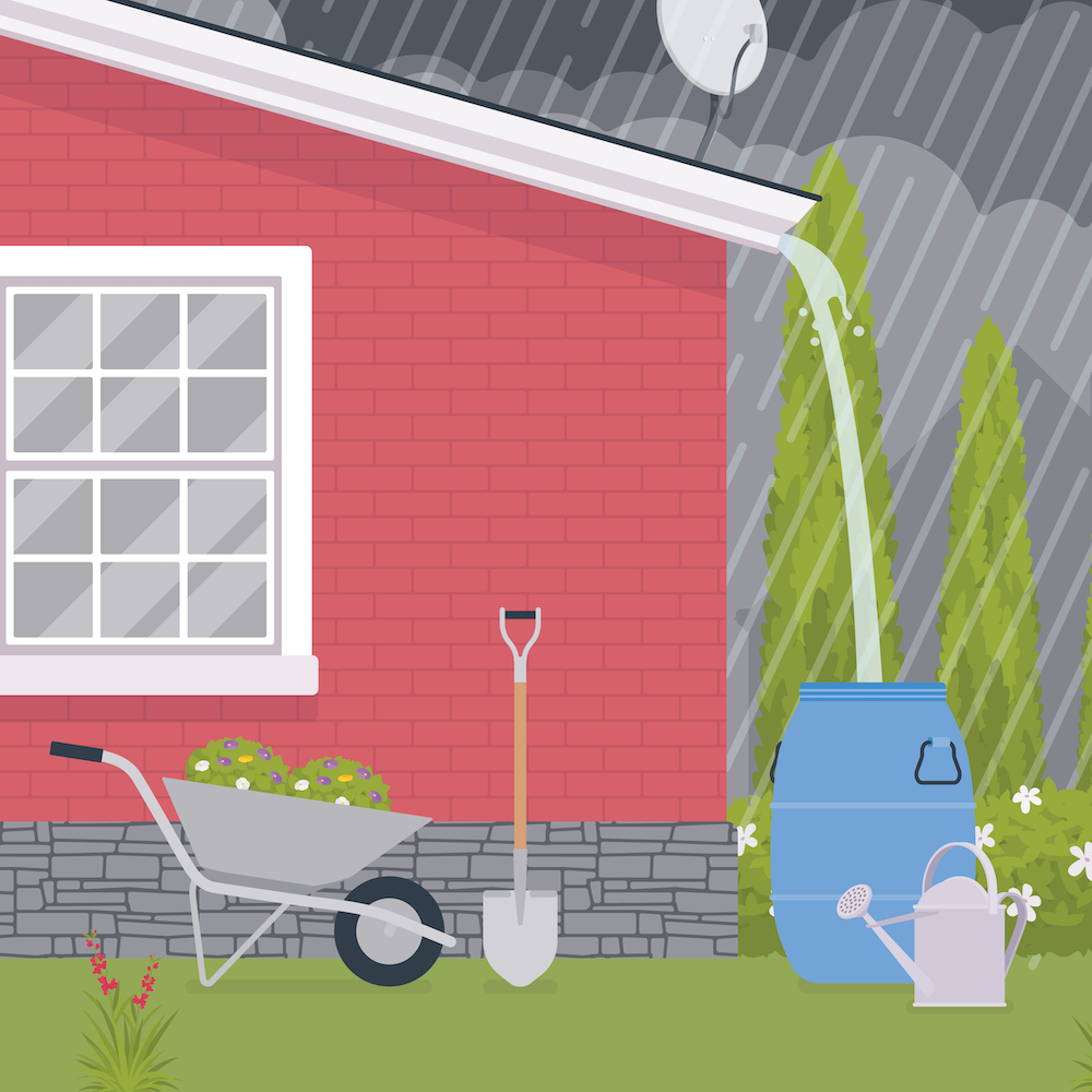Graphic of a rainwater barrel collecting water.