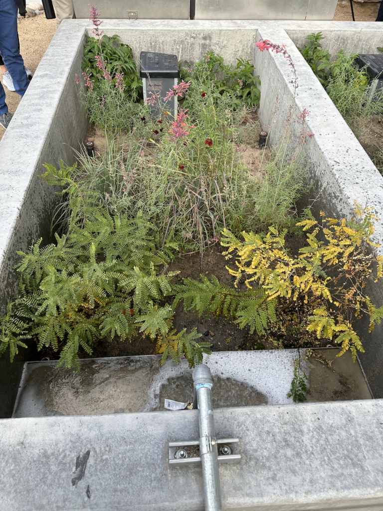Concrete bed with plants growing.