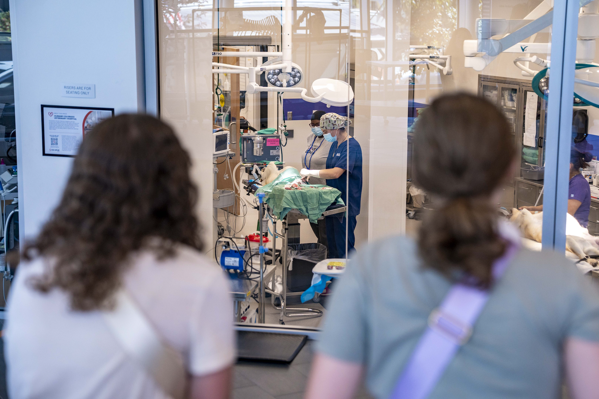Two students watch an animal surgery through a floor-to-ceiling glass window.